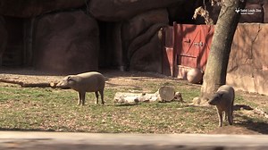 ⚠️NEW COURSE ALERT⚠️ Make Tracks Through the Zoo is changing its course to show more beautiful sights of Forest Park. The 5K race will start next to The Muny and pass iconic St. Louis landmarks, including the Jewel Box, the World’s Fair Pavilion and, of course, the 1904 Flight Cage. In the last part of the race, racers will pass the kangaroos, babirusa, zebras and the Bird House! Make Tracks Through the Zoo is Sunday, May 21. Looking to race at the Zoo or virtually? Visit stlzoo.org/maketracks t