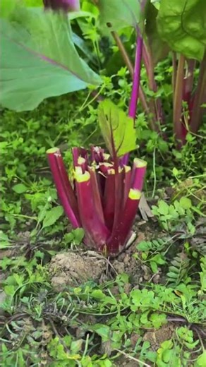Satisfying Harvest ASMR 🌿