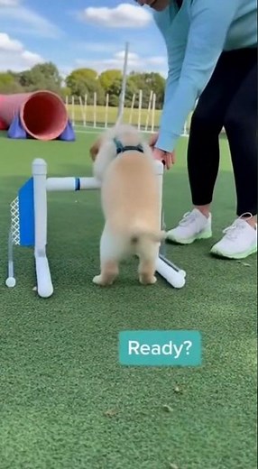 Start ’em Young: Agility Training 101 🚀