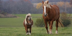 7 Differences Between Foal and Pony with Table - Animal Differences