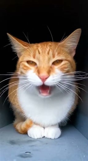 Mailbox Surprise: Cat Hides in Open Mailbox – Funny Cat Video & Jump Scare Moment