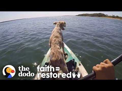 Dog Abandoned On A Desert Island Is Thrilled To Be Rescued | The Dodo Faith=Restored