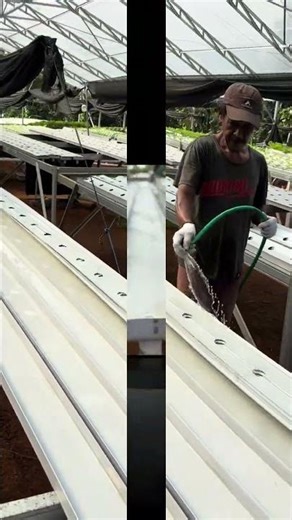 Cuci bersih sebelum dikasih benih 🥬😍 #selada #jejakpetanikreatif #feeds #shorts #shortvideo