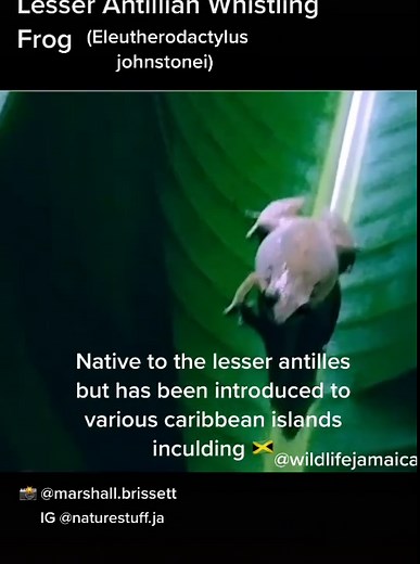 Lesser Antillian whistling frog (Eleutherodactylus johnstonei) #wildjamaica #jamaica #foryou #fyp #animal #frog #nature #jamaican #themoreyouknow #4u