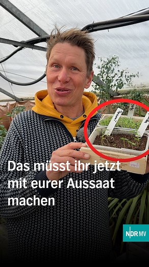Unser Gärtner Peter Rasch zeigt euch, wie es mit eurer ersten Aussaat weitergeht, damit ihr im Sommer wieder richtig viel Gemüse ernten könnt ☺️🏡🧑‍🌾Noch mehr Gartentipps von Rasch durch den Garten findet ihr in der ARD Mediathek!#Garten #Gartenarbeit #NDRMV | NDR Mecklenburg-Vorpommern