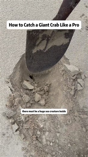 How to Catch a Giant Crab Like a Pro