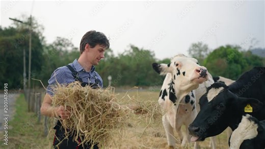 Caucasian male dairy farmer feeding black and white cow in outdoors farmyard.