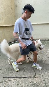 Dasher | Practicing Obedience Around Cats | He likes to attack other animals | Dog Trainer Cebu