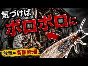 シロアリ駆除は絶対に自分でやるな！家が壊れる前の正しい駆除方法と対策