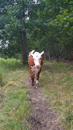 Ludwig Backstrom on Instagram: "She's a guard dog 😂 #cow #cows #farm #cattle #farmlife #animals #calf #milk #nature #farming #animal #love #moo #farmer #bull #photography #dairyfarm #agriculture #bonde #bondgård #djur #kossor #kalvar"