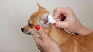 Best dog ear cleaner: dissolve wax and dirt and keep infections at bay