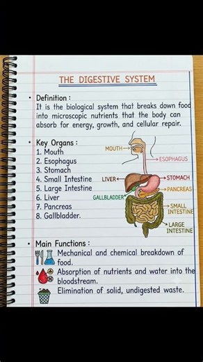 Quick KCSE Biology: Human Digestive System Explained #Shorts