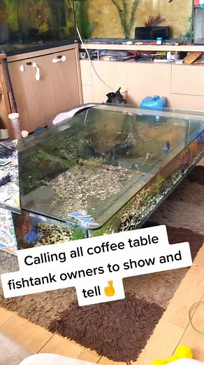Unique Coffee Table Fish Tank Showcase