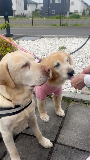 仲良しレトリバー🐶🐶✨💓# #ラブラドールレトリバー #ゴールデンレトリバー #保護犬 #老犬 #多頭飼い #大型犬 #dogshorts #goldenretriever #labrador