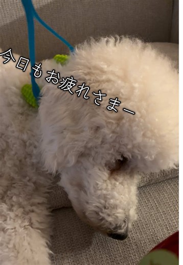 今日もお疲れさまでした！！ マッサージって気持ちいい #スタンダードプードル #犬との暮らし #こどもと犬 #子供と犬のいる