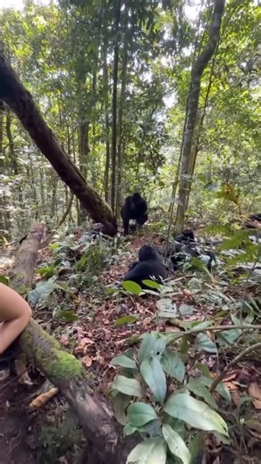 Walk with Primates on Instagram: "Gorilla trekking experience in Uganda and Rwanda 🇷🇼 In the misty forests that’s where you get close encounter with the great apes Inquiries and bookings Email: hibujjiivankins@gmail.com What’s +256-757050451 #uganda #walkwithprimates #gorillas #africa #travelphotos #chimpanzee #travelgram #visituganda #travelphotography #uganda🇺🇬 #travelling #gorilla #trekking #trek #trekker #luxury #wildlife #death #love #travelgram #safari #soul #wild #wilderness #innocent