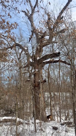 Dead Oak Tree Still Stands Tall