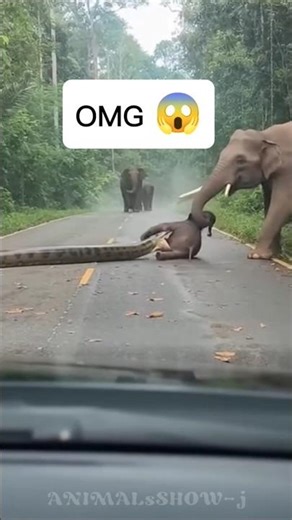 Anaconda vs Baby Elephant 😱#anaconda #elephant #cat