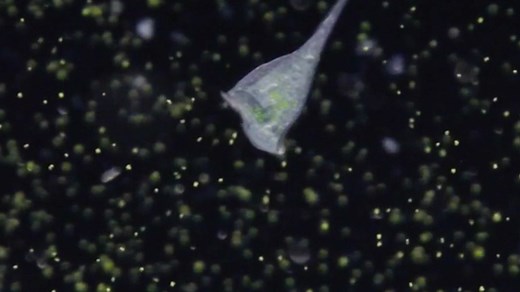 Archive: Science In Focus: New Mysteries in the Genome of Stentor