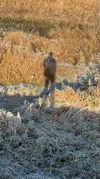 🪬 Do 'No Thing' Challenge WM6 🪬 New Earth Creations #meditationshorts #donothing #mindfulness