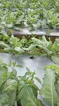 Perkembangan 3 tanaman dalam satu lahan #pertanian #cabeunggul #cabaiori212 #petani