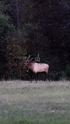 Elk bull bugling and herding cows