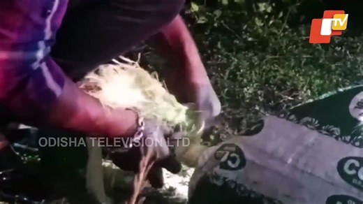 Giant Python Rescued In Bhubaneswar