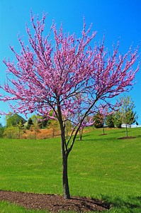 Redbud Trees for Sale $24.99 | Buy 1 Get 1 Free