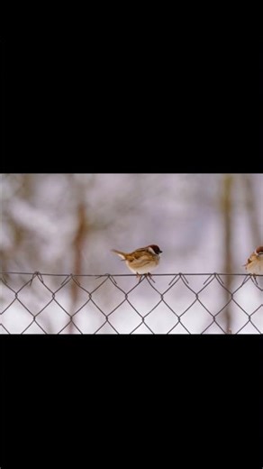 Sparrow Chirping Softly 🐦 Calm Nature Sounds