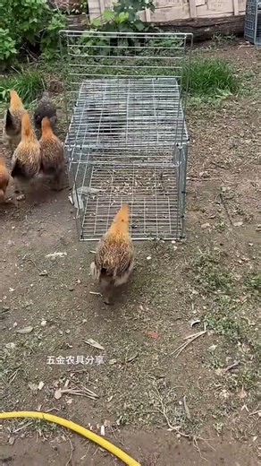 🐔😱 This Smart Automatic Poultry Trap Is Pure Genius! 🪤🔥 Easy Bird Catching Design! 🤯👏 #cage