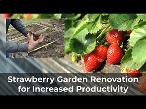 Strawberry Garden Renovation in a Raised Bed - Increased Productivity