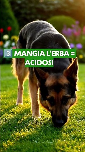 What to give a dog suffering from acid reflux? Discover the Natural Protocol