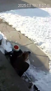 This woman was on her way to a taste-testing event with a cake she had made for an upcoming wedding. As she stepped out of her house, she slipped on an icy step and fell. Despite her efforts to save the cake, it was ruined in the fall. Unfortunately, she also bruised some bones during the incident. | Jukin Copyright Management