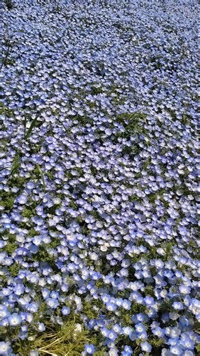 茨城のネモフィラ🍀🔥蒼の満開！😁🎉