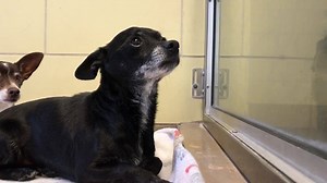 2.3K views · 111 reactions | Status: YELLOW RICO #A1490152 Owner...