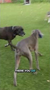 I Used a “Pack Tsunami” to Stop This Dog 😳