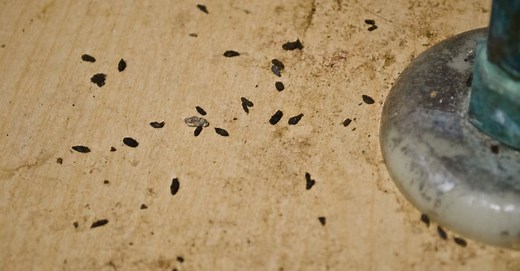 Mouse Poop vs. Bat Poop: What Are 8 Key Differences?