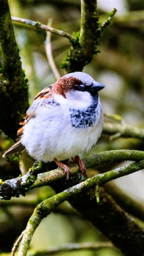 Sparrows are some of the most common birds seen around homes, farms, and cities worldwide. They love to live in groups, chirping together and often nesting close to each other. Their diet is mostly seeds and grains, but they also eat insects, especially during breeding season. Sparrows often nest in buildings, roofs, and walls, showing how well they’ve adapted to human life. The House Sparrow, one of the most famous species, has spread across almost every continent with human migration. They mak