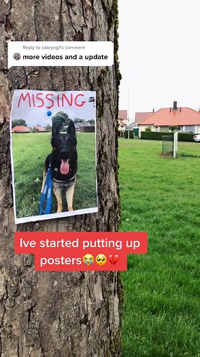 Help Me Find My Lost Dog - Funny Video Update