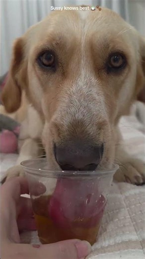 Is this the only Monday cure that actually works? 🍵😂🐾