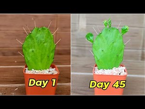 How To Propagate Brazilian Prickly Pear Pads Best & Easy