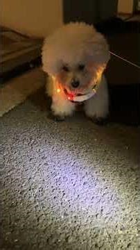 駐車場の入口でなんか考え込むボク #cute #adorably #adoreble #いぬ #お散歩