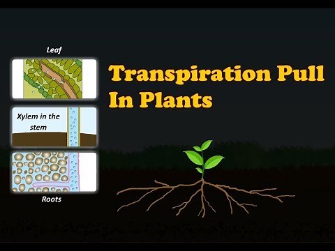 Biology - Transpiration Pull In Plants