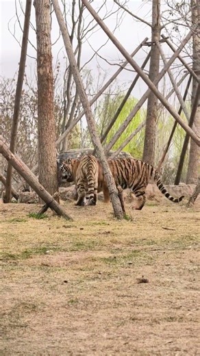 How Tigers Sharpen Their Claws – The Hidden Secrets