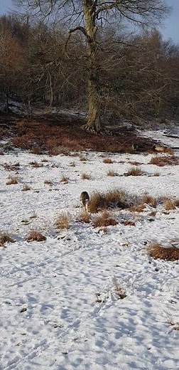 The Enchanting World of Fallow Deer