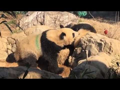 シャオくん噛みつき攻撃【‎未公開編】【上野動物園】ジャイアントパンダ