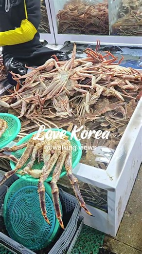 Slow Walk Through Jumunjin Fish Market 러브코리아