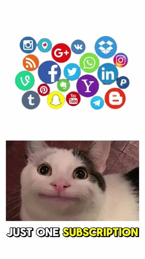 😼💸This is why kitty broke 😼💸#shortvideo #funny #memes #cat