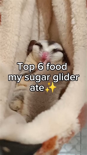 Top 6 Food my sugar glider ate 🐹