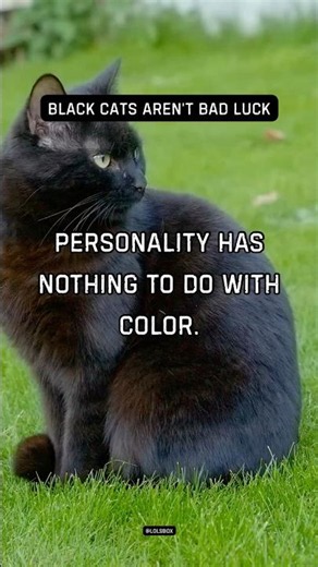Black cats are often the sweetest companions. Personality has nothing to do with color.